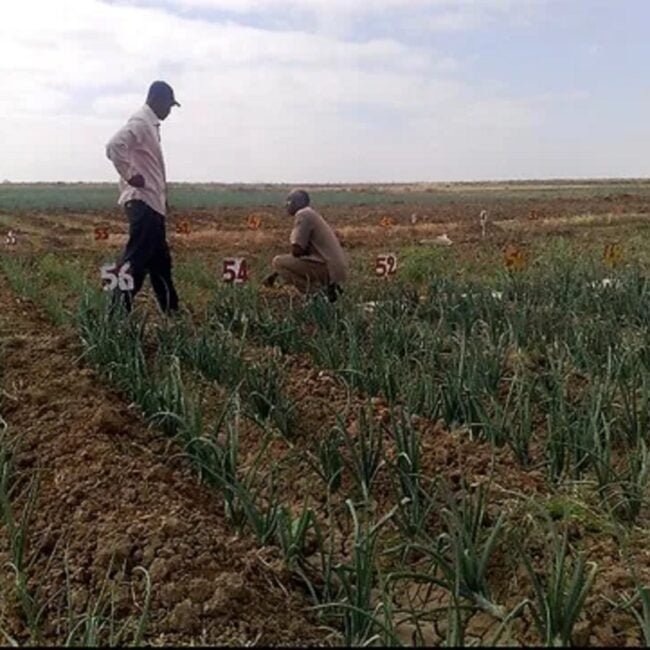 da9017 ecf0a87e334e4073bf61aea962eac22amv2 min - pyrolysis